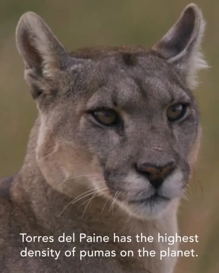 Reel cover: a puma in close-up, captioned Torres del Paine has the highest density of pumas on the planet